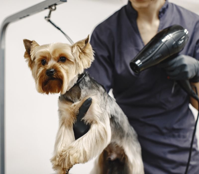 a male is drying dog's hair - pet grooming