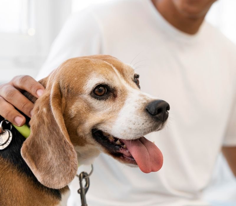 a male is petting a dog which is very happy